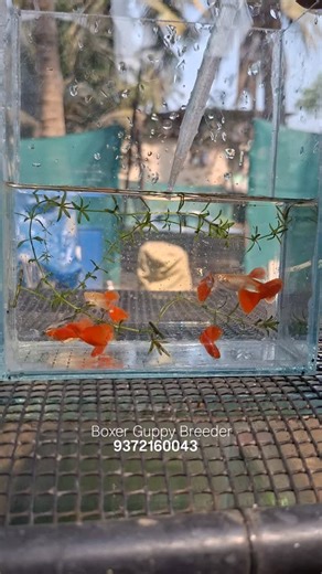 Boxer Guppy Breeder | Albino Red Flamingo high dorsal Guppy❤️ ,DM on WhatsApp for details Beautiful, healthy & pure-strain guppy fish 🐠✨ Home-bred guppies with... | Instagram