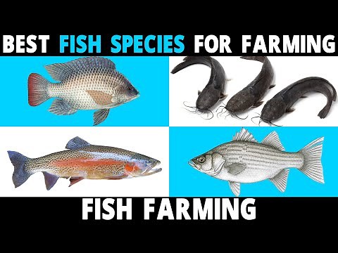 Best FISH SPECIES to Farm | Tilapia, Catfish, Perch, Carp, Hybrid Striped Bass, Trout, Salmon Fish