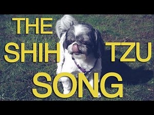 The Shih Tzu Song
