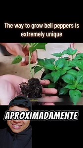3.9M views · 55K reactions | Hacer chiles desde casa. #Ecología #flores #cuidadodeplantasymanejo鹿 #datoscuriosos #horticultura #plantaconproposito #naturaleza #botánica #hortalizas | Plantpro - Planta con propósito | Facebook