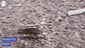 7.6K views · 94 reactions | Take a look at this baby Java mouse-deer at a zoo in Warsaw, Poland. The zoo said the mouse-deer was born Dec. 2 and is about 4 inches tall. | 9&10 News | Facebook