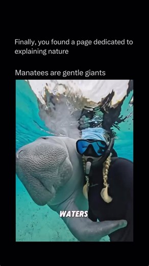 Explaining Nature on Instagram: "Manatees are some of the gentlest animals in the ocean, slow-moving, curious, and completely unbothered by the chaos around them. Often called “sea cows,” they spend most of their day drifting through warm coastal waters, grazing on seagrass, and popping up for air with the calmest energy imaginable. Their peaceful nature has made them one of the most beloved marine animals on the planet. What’s fascinating is how perfectly adapted they are for a quiet life. Mana