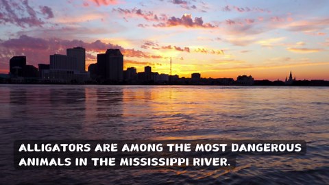 This Biggest Alligator Ever Caught in the Mississippi River