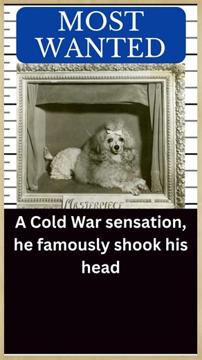POODLE Hall of Fame | Remembering PULASKI’S MASTERPIECE, the World’s Most Valuable Dog 🐶