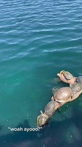 Better than animal planet | Turtle lover