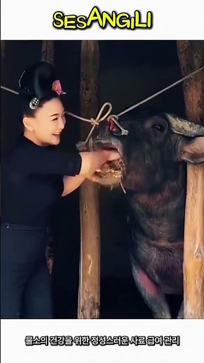 축산 농가 가축 영양 공급 및 사양 관리 #worker #process #farming #buffalo #feeding