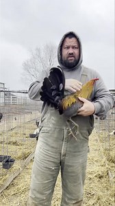 Boone Farms on Reels