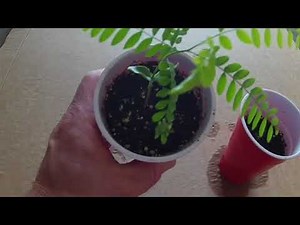 How to grow Honey Locust seeds