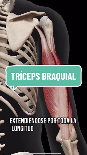 Tríceps Braquial: Estructura y Función Muscular