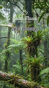 Rain Sounds with Birds for Sleep Black Screen (8 Hours) 🦜 Rainforest Nature Ambience & Relax