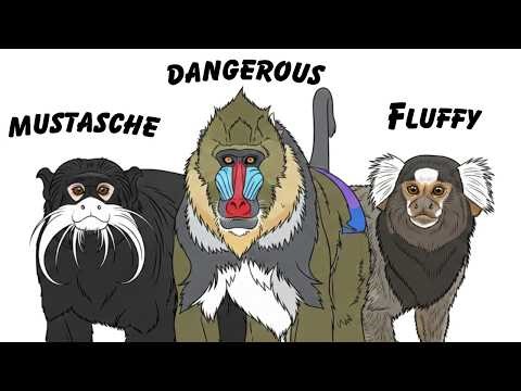 Every Monkey Explained in 12 minutes