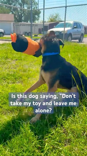 Ever play “Keep-Away” as a kid? Resource guarding is real, but not always the case.