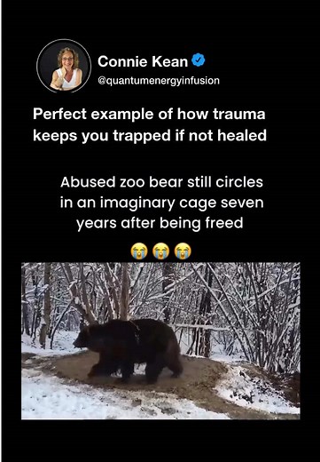 This is why energy work is so important… ⚡️Most people don’t realize they’re stuck in a trauma pattern—just like this bear. 🐻🔄 Breaking free starts with awareness. #spiritualtiktok #energywork #fyp #foryoupage #consciousness