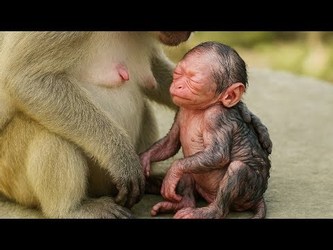 Beyond Squeals: What Your Baby Monkey's Cries REALLY Mean!