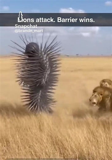 Man testing him self to limit, dam it’s intresting to see the outcome