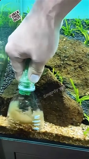 Cleaning fish tank without removing water