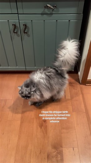 Exploring the Nature vs. Nurture Debate in Cats