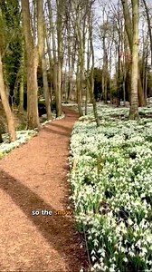 400K views · 562 reactions | Let me tell you the story of …Snowdrops are one of the first flowers to appear in Spring懶It symbolizes purity, hope and beauty #spring #snowdrops #sunshine #newmonthvibes #imbolc #UMG #sidhumoosewala #SuperBowlBound #February | Princess Brown | Facebook