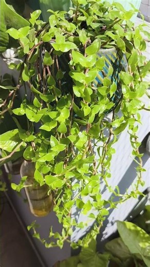 Tiny leaves, big vibes 🌿💚 | Turtle Vine magic at home ✨