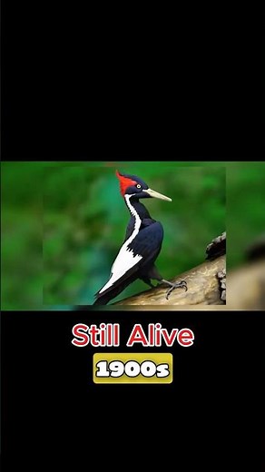This “Extinct” Bird Might Still Be Alive… 👀 #extinctanimals #prehistoriclife #prehistoricanimals