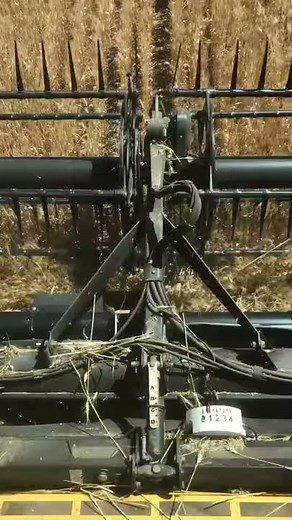 Turbodrum - MacDon FD70 Harvesting Frosted Wheat