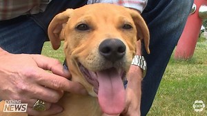 Welland SPCA saves 150 dogs from being euthanized - CHCH