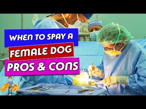 When to Spay a Female Dog: the true risks and benefits