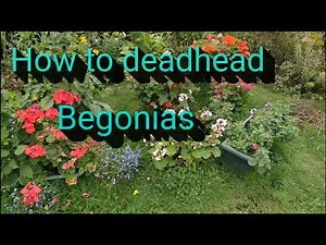 How to deadhead Begonias