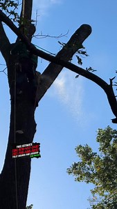 👷‍♂️We are in Lawrenceville,Ga (Tree Service Project) 🗣️Call us right now and get a #freeestimate ☎️(678) 457-3487 {GA} ☎️(706) 496-9237 {SC} ✅Fully Insured ✅licensed . . . #treeservice #TreeServiceProfessionals #treeservicenearme #treeservicecompany #treeworker #treeremoval #treeremovalexperts #treeremovalservice #arboristsofinstagram #usareels #Georgia #southcarolina #working | Jireh Tree Services & Landscaping