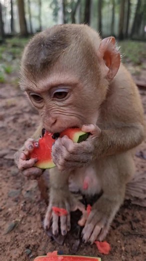 10K views · 325 reactions | How lovely baby monkey Luno eating Watermelon | Monkey Care | Facebook