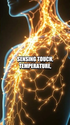 An Intimate Tour: The Living Map of Human Anatomy