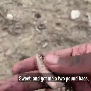 The Flacid Shad is unlike anything you have ever seen! Combining a Baitfish profile and our proprietary rolling fin technology to create a unique presentation even the most weary fish can't resist! | Chasebaits USA