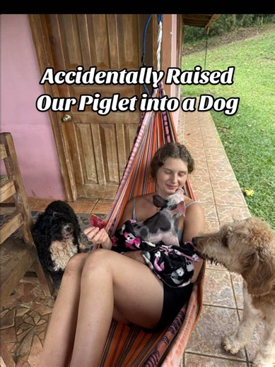 We blinked and now she plays fetch .. #farmpig #piglet #dog #animals #homestead