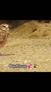 As you can clearly see Eugene and Eliza are a match made in heaven, but they didn’t waste any time when it came to babies! I have been studying photographing them and filming them for 14 years and I knew this moment was gonna happen by how much I have researched and studied. I can’t believe not only did I get it on video but I have photographs of this as well. I love not posting everything I photograph and video in real time it always leaves somebody wondering what you’re up to ;) #burrowingowls