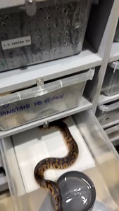 Stranger clown female feeding☠️#snakelover #ballpythonlove #snek #royalpythons #morph #morphs #livingart #beardeddragon #herpetology #lizard #boa #animal #reptilelove #leopardgecko #snakelife #petsnake #gecko #clownballpython #ballpythoncollection #ballpythonmorphsofinstagram #exotic #nature #reticulatedpython #cornsnake #snakelove #snakekeeper #bananaballpython #boaconstrictor #lizards #piedballpython | Xclusive ball pythons