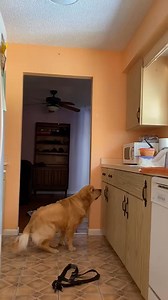 159K views · 790 reactions | Golden Retriever is caught stealing box of food from kitchen counter  repost: Try Not to Laugh | Dogs & People World | Facebook
