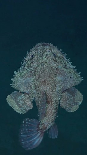 The head of the goosefish is enormous in comparison to the rest of the body. Some info from @oceanscapenetwork (Link to full webpage in bio): It has a wide mouth lined with numerous bands of long, curved teeth. According to legend, its common name derives from the belief that it could swallow a goose whole. Fishermen were often disturbed by the animal when they brought them up in their nets and sometimes referred to them as “sea-devils.” If the goosefish needs to relocate, it can use its articul