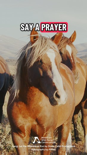 117K views · 8.9K reactions | ⚠️ Today, there are more wild horses in...