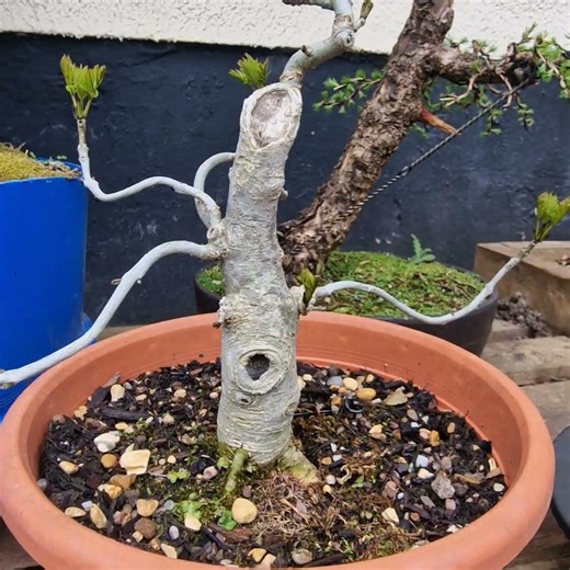 this hole was once a root when I first found this ash yamadori hunting 16 years ago🙏🌳