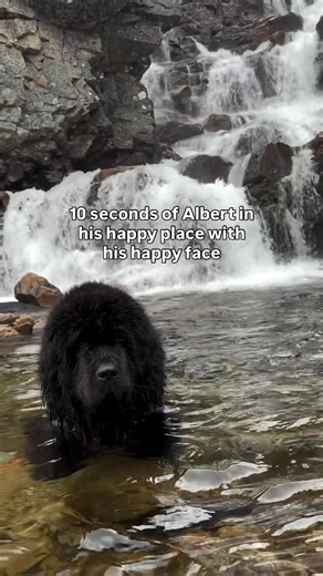 6.3K views · 294 reactions | Newfoundland | Newfoundland | Facebook