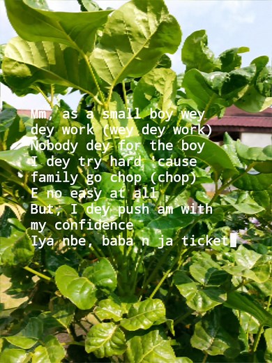 The plant is Polyscias scutellaria, commonly known as the mangkokan plant or shield aralia. It is an ornamental and medicinal plant. The leaves and roots are used in traditional medicine for various properties, including antibacterial and anti-inflammatory effects, and due to their unique aroma, they are also used as antiseptic and deodorant. | Leostar