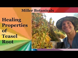Healing Properties of Teasel Root