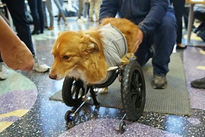 First-year engineering students design cart for dog without front legs