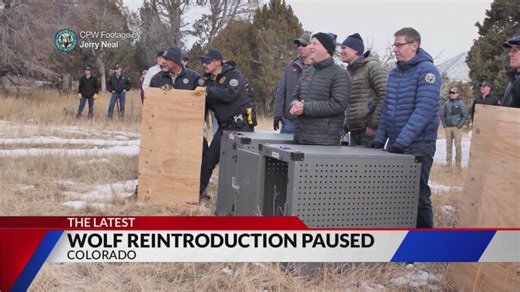 Colorado wolf re-introduction paused