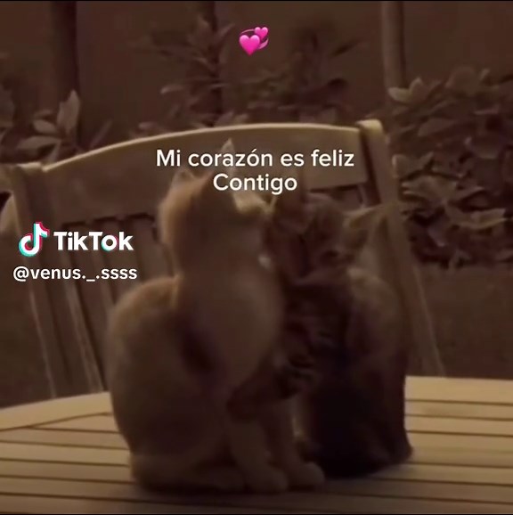 Gatitos enamorados: Videos para dedicar a tu novia