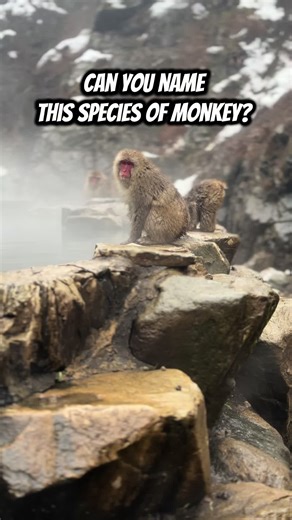 Do you know what type of monkeys these are? 🐒 Hint: They are the most northern non-human primate on the planet! 🌍 #fyp #traveltok #wildlifetok #photographytiktok #japantiktok