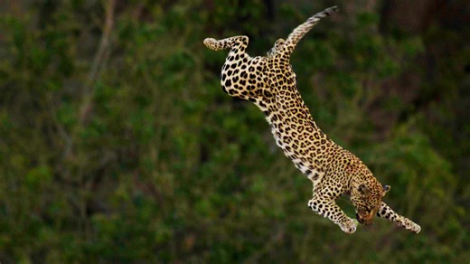 Big Cats Unleashed - Masters of the Hunt | Big Cats 24/7