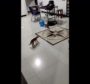 Playful Kittens Pop Balloons