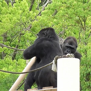21K views · 926 reactions | Gorilla family happiness.殺轢殺 #viralreelsシ #babygorilla #gorilla #besttime #dad | Family gorilla photos | Facebook