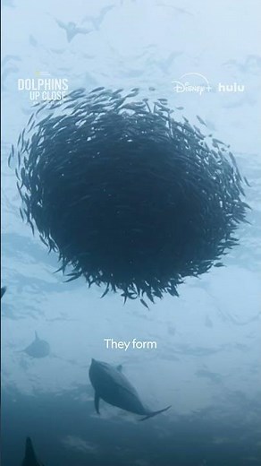 For dolphins, fishing is a group activity 🐬🐬🐬 #DolphinsUpClose